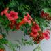 Sadnice - puzavice: Tekoma - Campsis radicans Flamenco 1.god, slika1